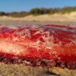 Misterioso mollusco su spiaggia australiana04