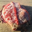 Misterioso mollusco su spiaggia australiana3