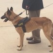 Usa, il funerale cane poliziotto10