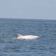 Delfino albino nel mar Adriatico: le spettacolari foto