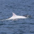Delfino albino nel mar Adriatico: le spettacolari foto 2