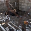 Gaza. Zoo bombardato. Vittime gli animali, i superstiti lasciati a se stessi 1