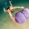 Meduse giganti in Sardegna: e c'è chi nuota con loro FOTO
