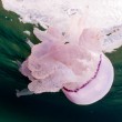 Meduse giganti in Sardegna: e c'è chi nuota con loro FOTO 2