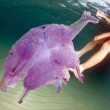 Meduse giganti in Sardegna: e c'è chi nuota con loro FOTO 3