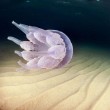 Meduse giganti in Sardegna: e c'è chi nuota con loro FOTO 4