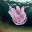 Meduse giganti in Sardegna: e c'è chi nuota con loro FOTO 5