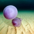 Meduse giganti in Sardegna: e c'è chi nuota con loro FOTO 6