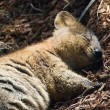 Quokka, animale più felice del mondo, rischia estinzione. Colpa del pane FOTO 6