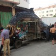Cina, squalo balena sul carretto: pesa 2 tonnellate, lungo 5 metri 2
