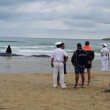 Vasto, sette capodogli arenati sulla spiaggia di Punta Penna15