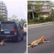Cina, cane trascinato da auto per chilometri01