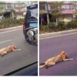 Cina, cane trascinato da auto per chilometri02