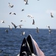 Baleonottera mangia acciughe: il suo pasto piace anche ai gabbiani 9