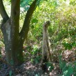Messina, cane impiccato ad un albero: taglia da 10mila euro sui killer FOTO