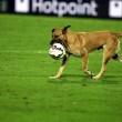 Palermo-Sampdoria, cane entra in campo a fine match 07