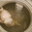 Hong Kong, mette il cane in lavatrice e pubblica le foto su Facebook03