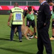 Palermo-Sampdoria, cane entra in campo a fine match 04