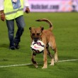 Palermo-Sampdoria, cane entra in campo a fine match 03