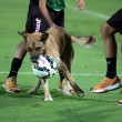 Palermo-Sampdoria, cane entra in campo a fine match 01
