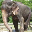 Raju, l'elefante che commuove il web04
