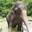 Raju, l'elefante che commuove il web03