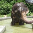 Raju, l'elefante che commuove il web01