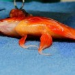 George, il pesce rosso col tumore: operato 01