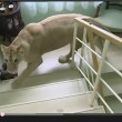 Leonessa in casa come gatto domestico: ne fa le spese l'ospite FOTO-VIDEO