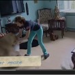 Leonessa in casa come gatto domestico: ne fa le spese l'ospite FOTO-VIDEO