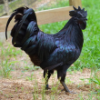Il pollo Ayam Cemani è completamente nero03