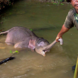 Strage di elefanti a Sumatra 01