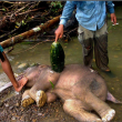 Strage di elefanti a Sumatra 02