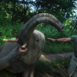 Strage di elefanti a Sumatra 03