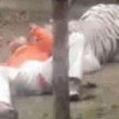India. Scavalca il recinto della tigre allo zoo: ucciso a morsi