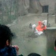 India. Scavalca il recinto della tigre allo zoo: ucciso a morsi 4