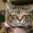Tucker, la gatta malata e più triste del mondo è stata adottata FOTO