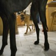 Zeus è morto: era il cane più alto del mondo, misurava 112 cm alla spalla06