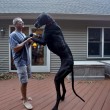Zeus è morto: era il cane più alto del mondo, misurava 112 cm alla spalla111