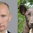 Putin, Michael Jackson...: 25 somiglianze, quando le persone sembrano altro 03