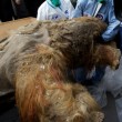 Yuka, il cucciolo di mammut femmina di 38 mila anni fa scoperto in Russia08