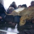 Yuka, il cucciolo di mammut femmina di 38 mila anni fa scoperto in Russia06