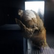 Yuka, il cucciolo di mammut femmina di 38 mila anni fa scoperto in Russia04