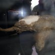 Yuka, il cucciolo di mammut femmina di 38 mila anni fa scoperto in Russia03