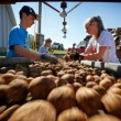 Scuole chiuse per tre settimane nel Maine: ragazzi devono imparare a raccogliere patate
