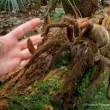 Tarantola Golia: il ragno più grande al mondo. E' come un gattino... 03