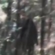 Bigfoot avvistato nei boschi americani: video su Youtube, poi rimosso FOTO