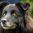 Bagheera, il cane con gli occhi gialli: "Nessuno vuole adottarlo02