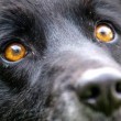 Bagheera, il cane con gli occhi gialli: "Nessuno vuole adottarlo03