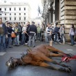 Roma, cavallo delle botticelle si accascia a terra 04